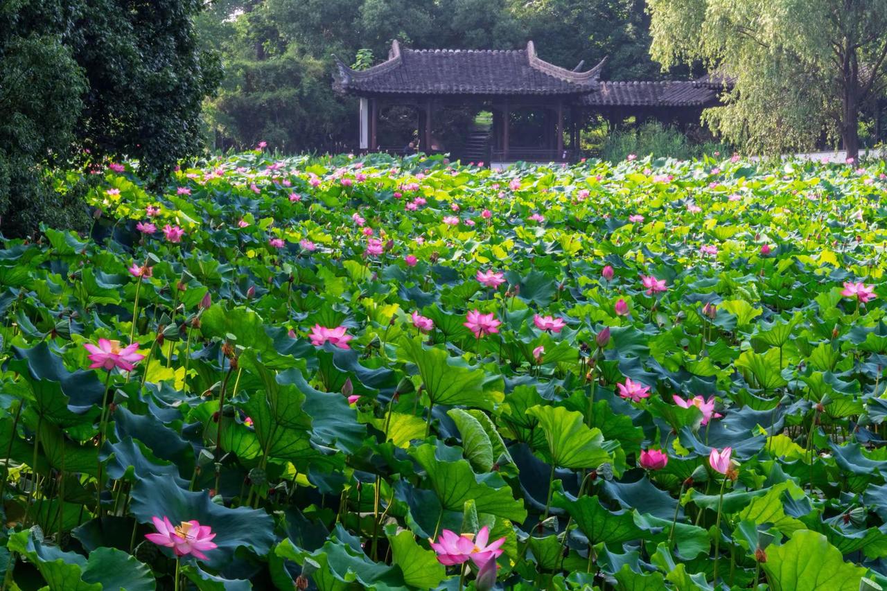 南京玄武湖。南京玄武湖