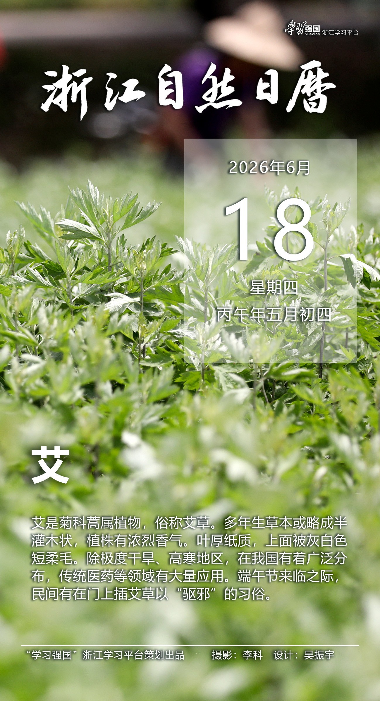 浙江自然日历丨艾：芳草辟秽 