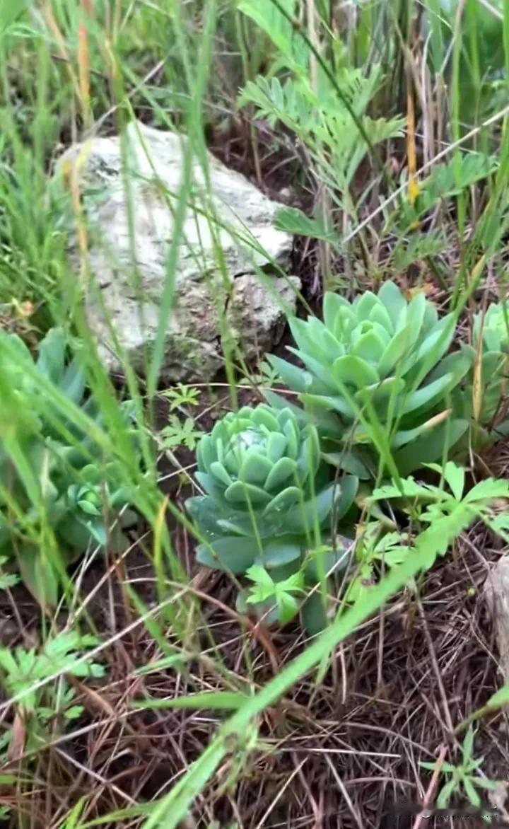捡到宝了！这是不是多肉？