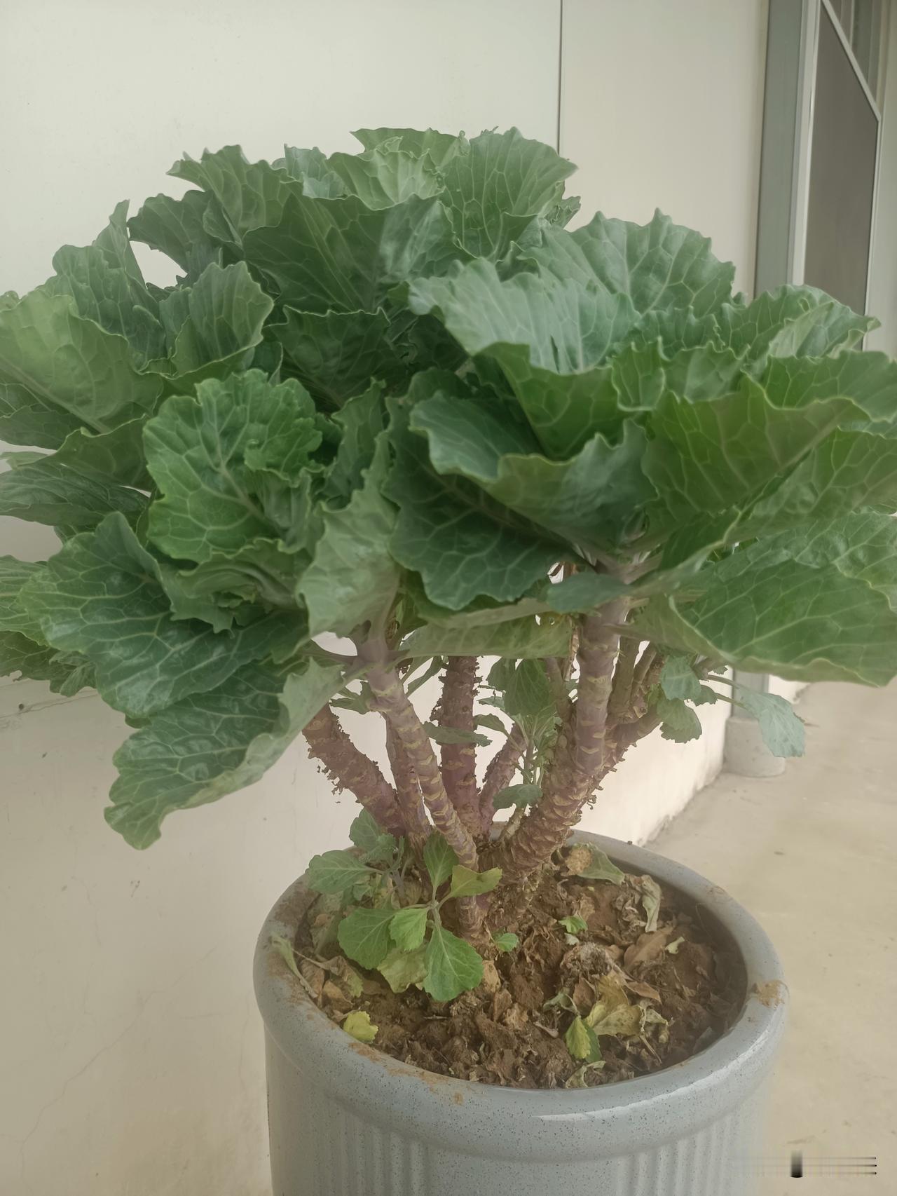 生于旷野，它是菜。翠叶舒展，焯水清炒，以鲜嫩滋养肉身，裹挟着泥土的烟火气。

移