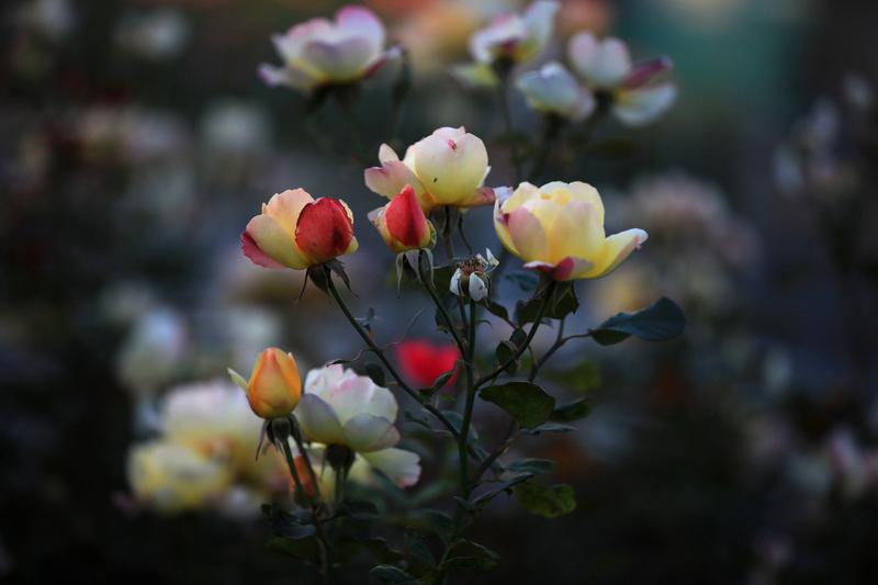 “中国风”月季香飘万家，自有它的独特魅力。走在大街小巷，随处可见它的身影，小区花