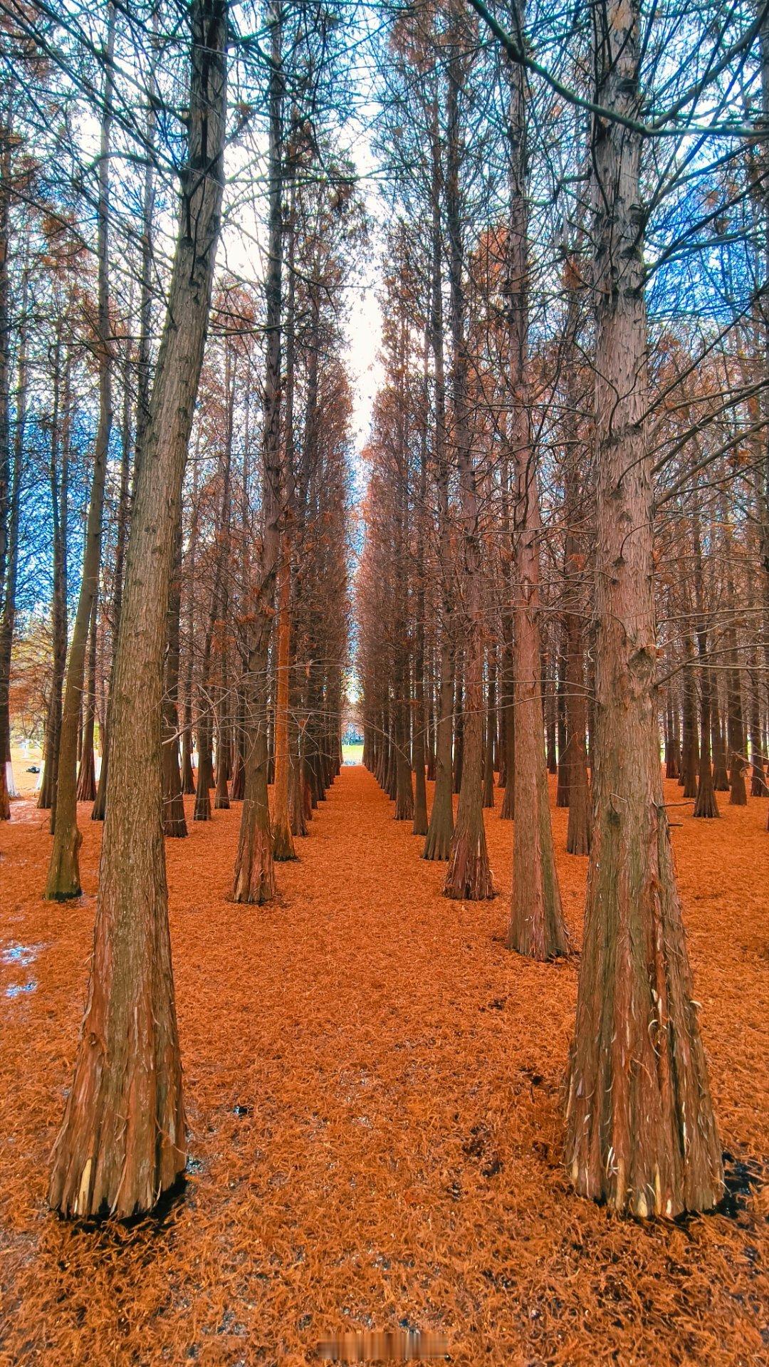 昆明滇池的冬日，繁茂与枯萎并存。 昆明