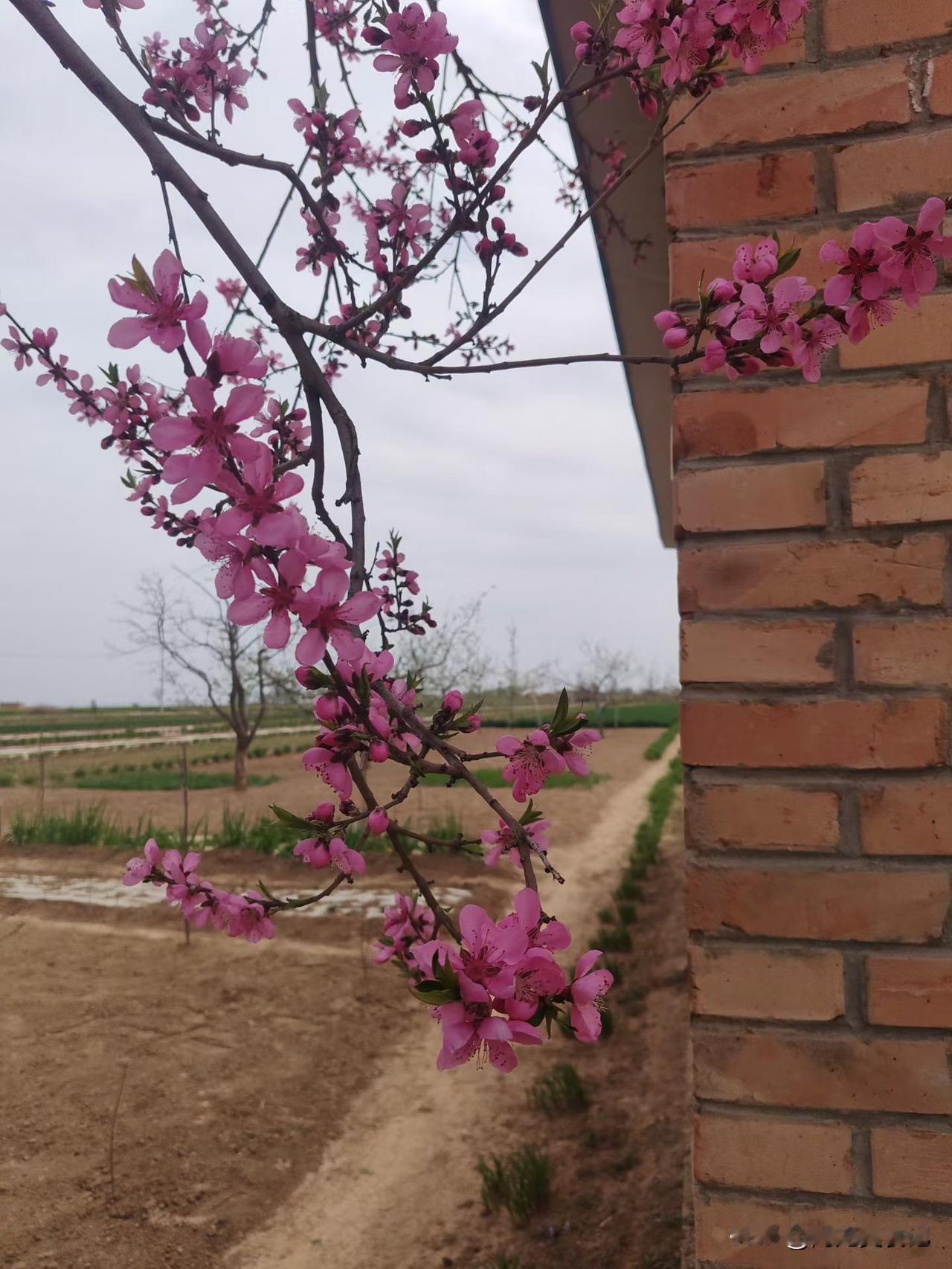 桃花开了，那景象简直绝了！在武东严西湖畔的遇丰果园，2000株桃树迎来盛花期，粉