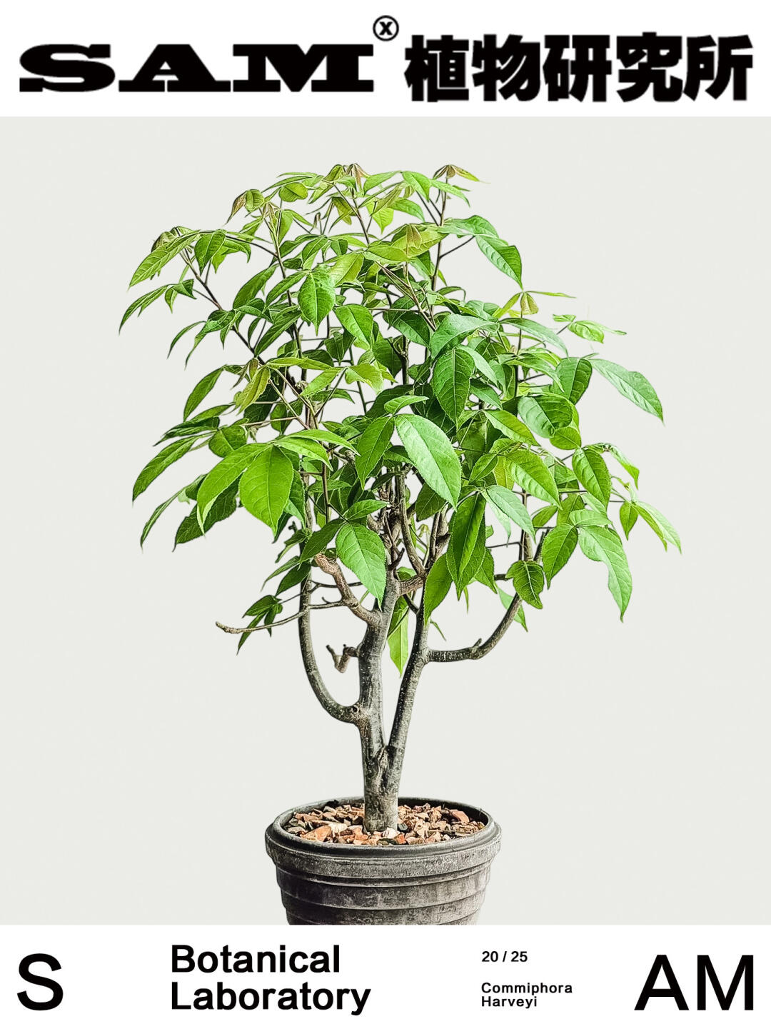 哈威没药橄榄｜Commiphora Harveyi
