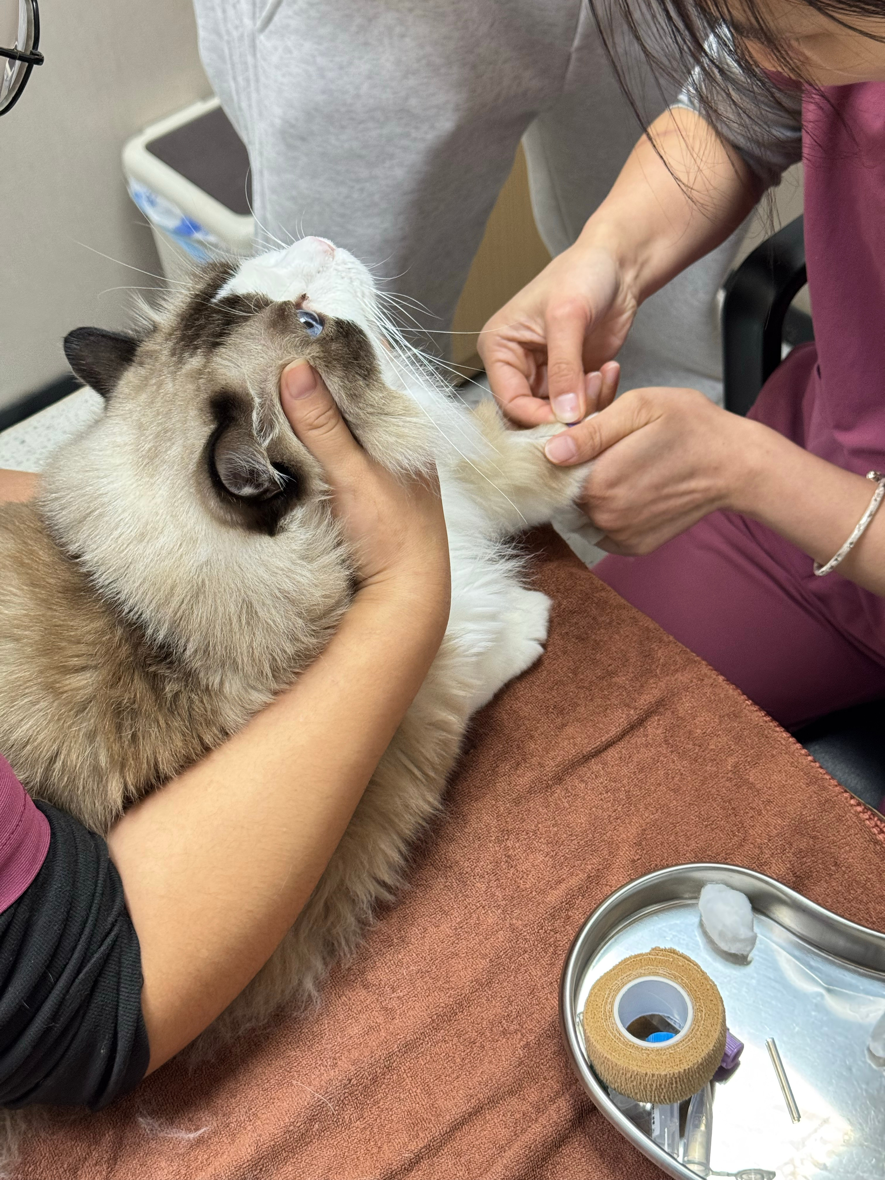 周末看完小的看大的筼筜切肿瘤鸿哥肠胃炎，在宠物医院和社康来回穿梭。等🐱手术期间