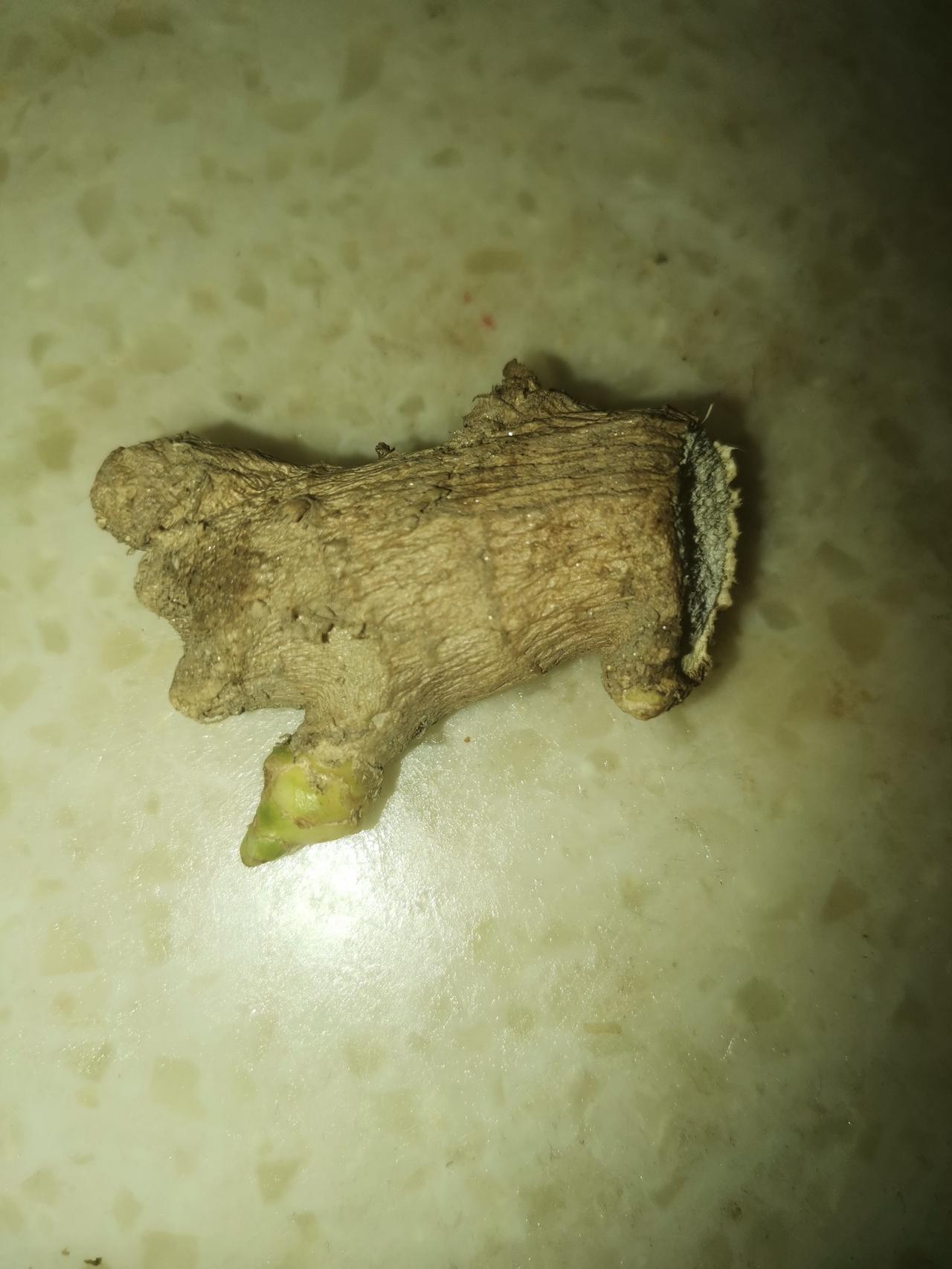 生姜，我们家买来主要用于浪费。
我很少买生姜，也很少买葱。
偶尔买生姜，往往是因