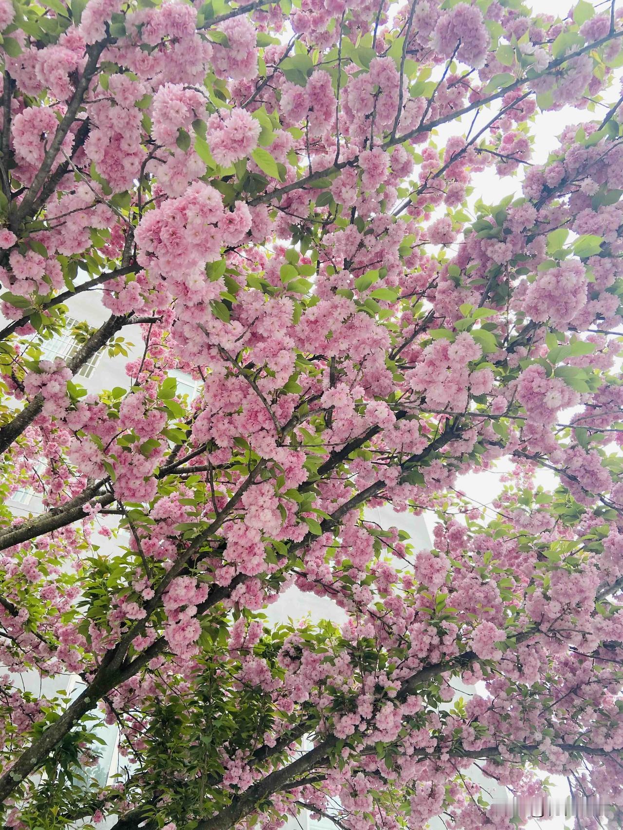 小孩是未来的花朵，每个小孩都是独有的存在，因此不应该被重点和普通来定义。

你不