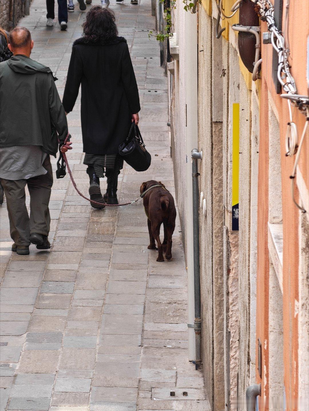 意大利拉布拉多含量极高，各种颜色，各种大小，各种血统…应有尽有！爽啊～ 