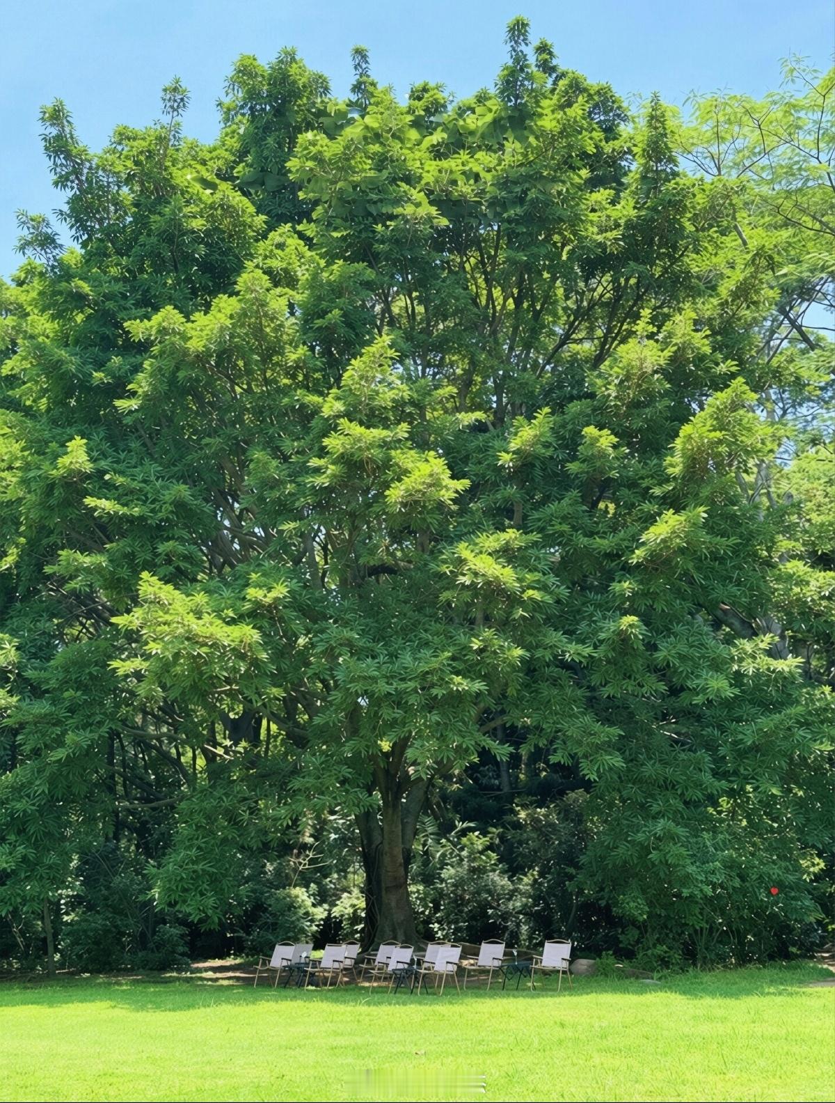 过了今天，深圳又要开始迎来雨季了。 深圳
