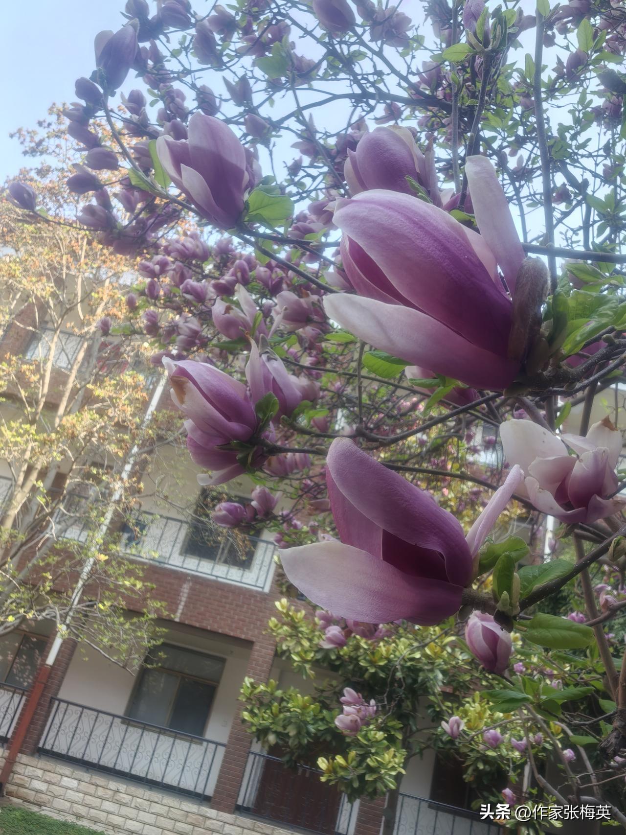今日到省作协，发现小院的玉兰开了。紫色的花朵缀满枝头，开得绚烂，像一团团凝固的霞