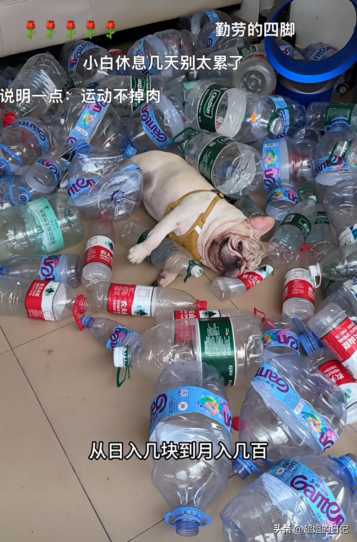 小白，一条捡瓶子的小狗，5月份收入已经达到惊人的两万块钱，这真是一条报恩的小狗呀