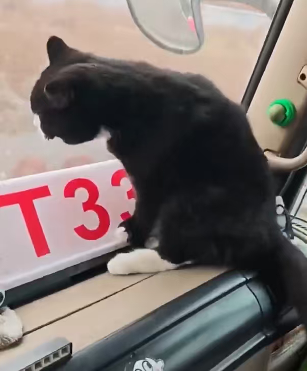 半挂司机养了只半挂猫货运界专属金牌副驾上线，乖乖系好安全带，陪司机一路看遍沿途风