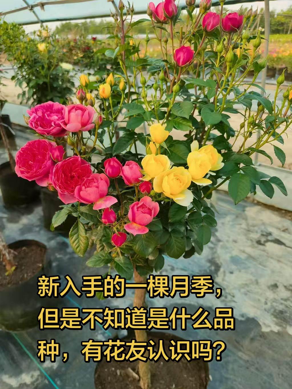 这是什么品种的月季？全民买手请回答 买不买求支招 这个东西不白买 有没有买过的来