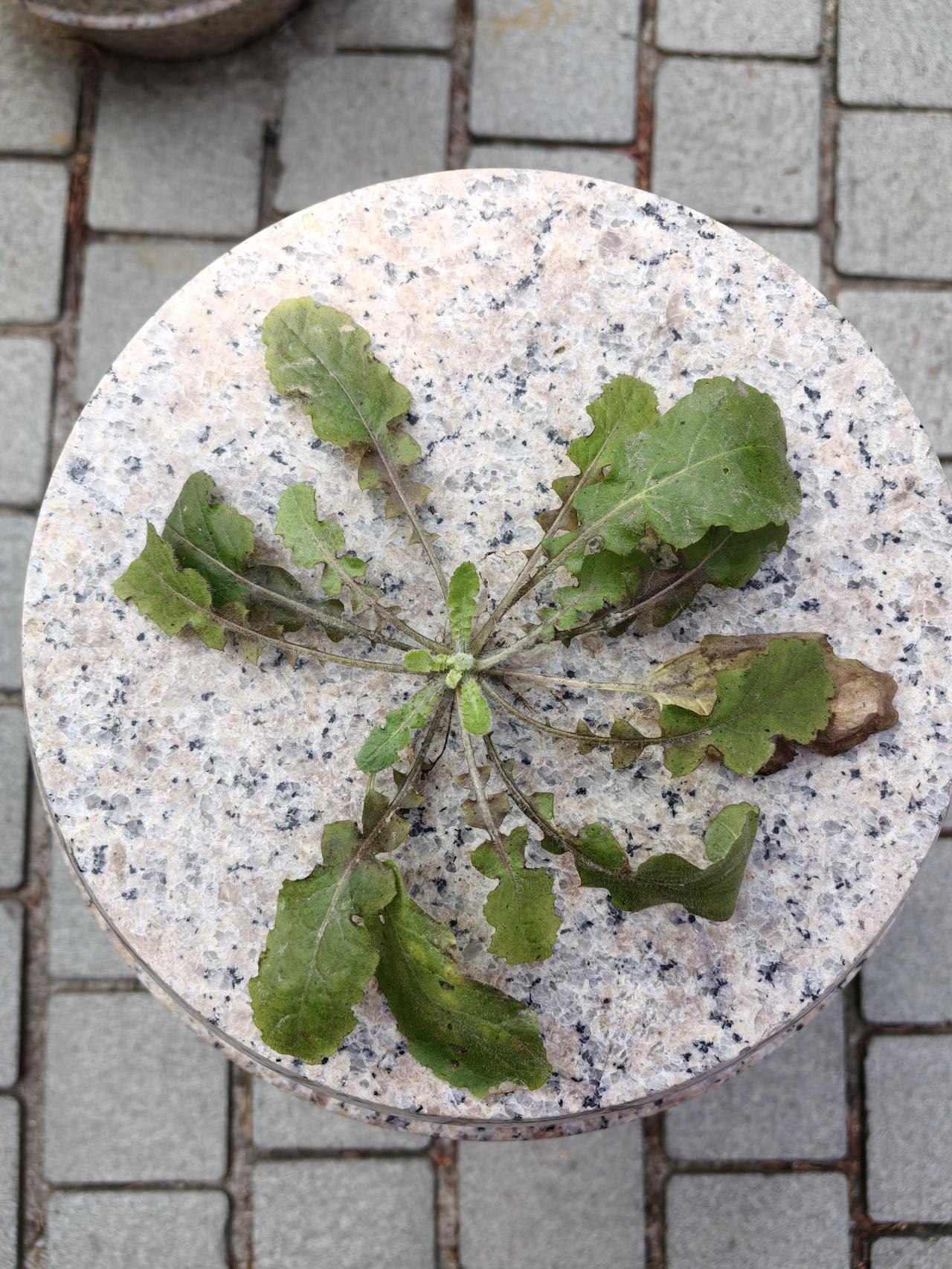 这是荠菜么？
如果不是，那是什么菜？能吃么？