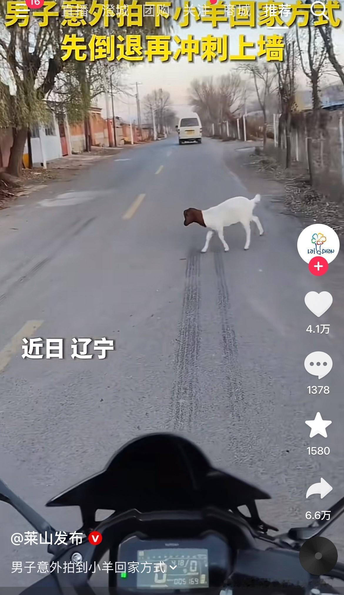 这羊肯定师从一只猫！
近日，辽宁一个男子骑摩托路过农村街道，突然看到一只羊成精了