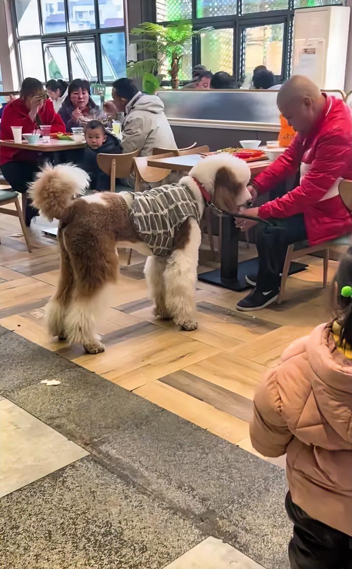 我发现了，狗进餐厅这事，除了狗以外，当时餐厅里的所有人都有责任。
大家看看，这么