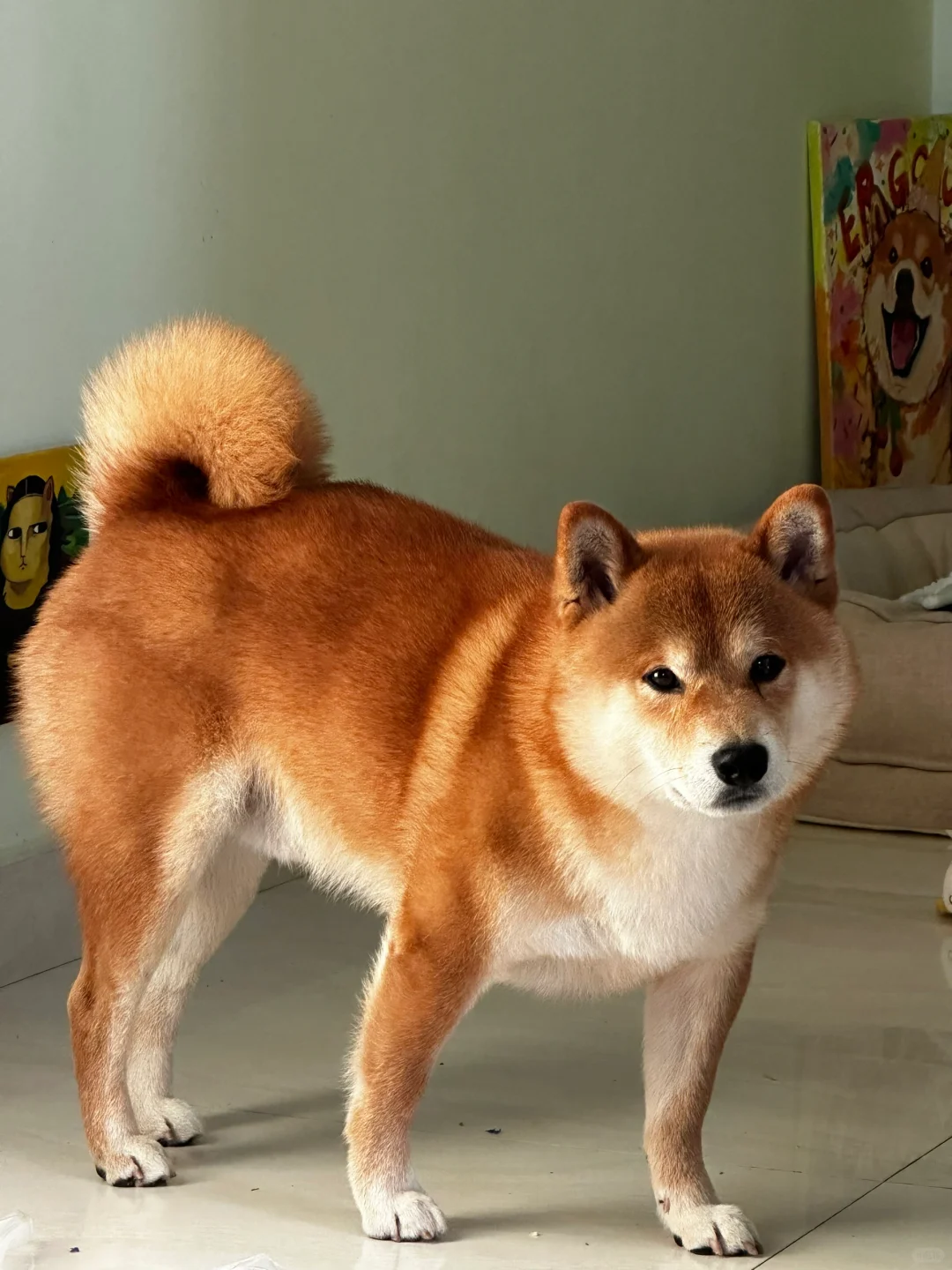 瓦达西会发光