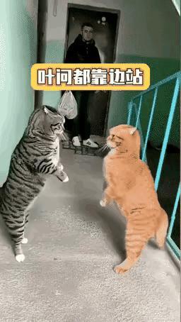 高潮了，高潮了！黄金橘被逼至墙角！闪电狸杀红了眼，一套“迷踪王八拳”劈头盖脸砸下