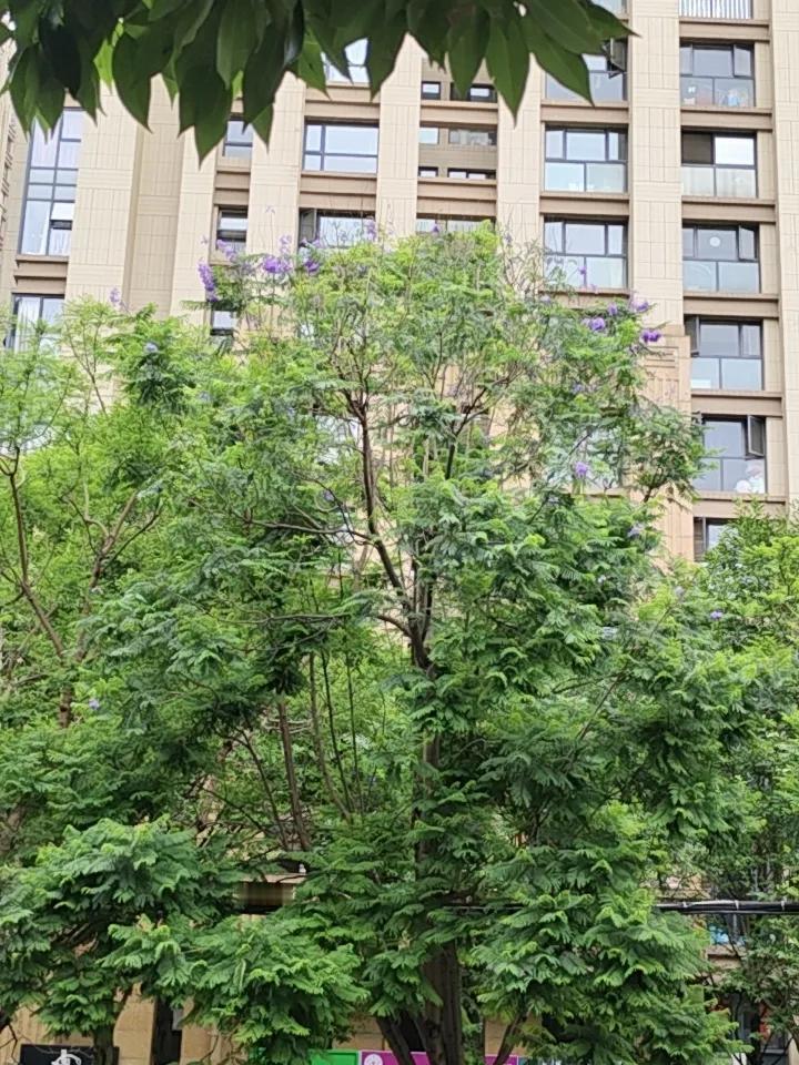 昆明6月，蓝花楹的绚烂已近尾声。教场中路和盘龙江两岸，曾经那漫天交织的淡紫渐稀，