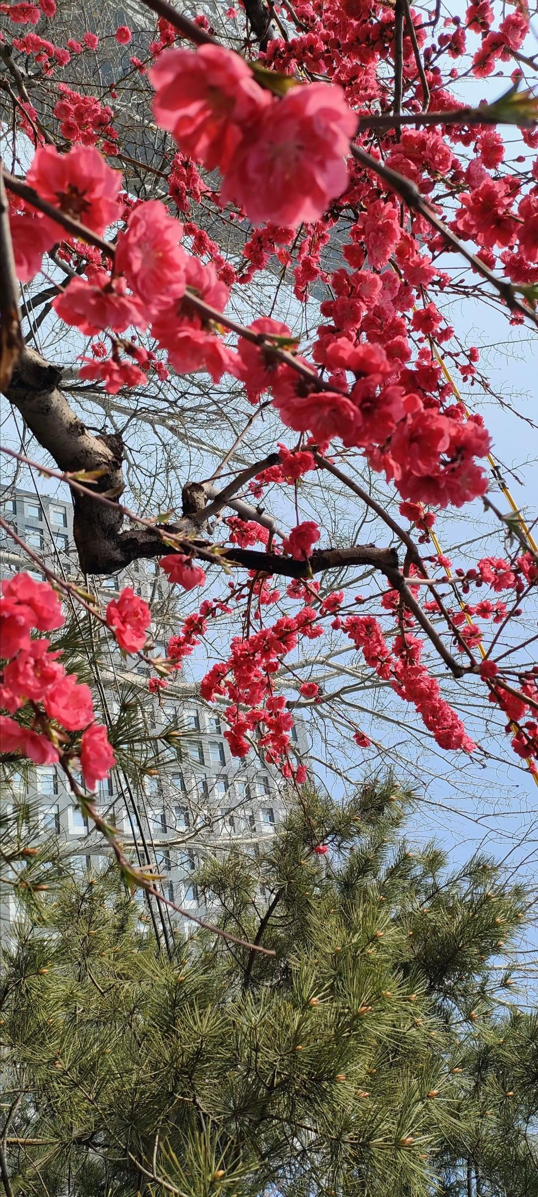 樱花盛开，春意盎然，城市中的自然美景。