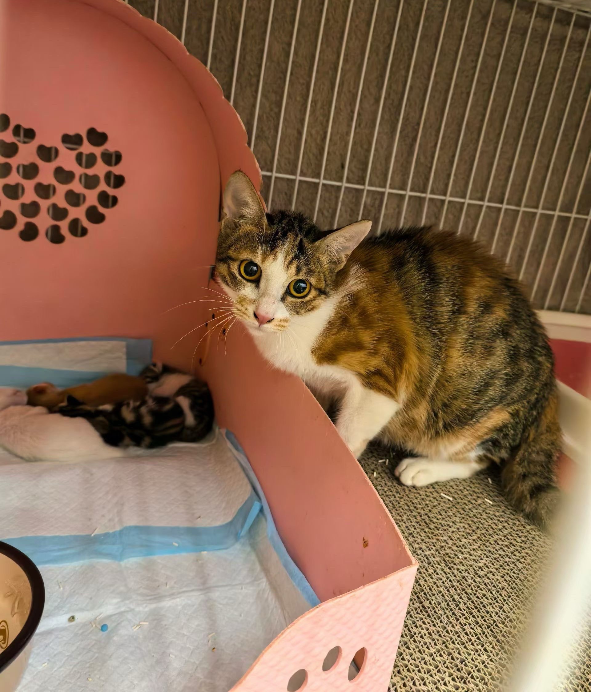 原来养小男猫和小女猫真的不一样完全没有不一样，有的只是他们本身自己的个性，人类只
