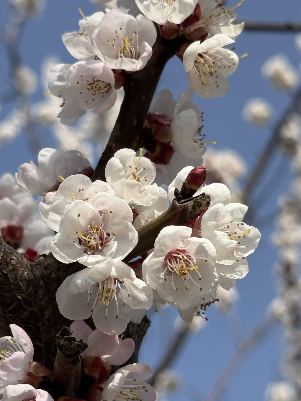 生命的本质是什么？这没有唯一答案。从科学角度看，它是星尘凝结的肉身，以负熵为食维