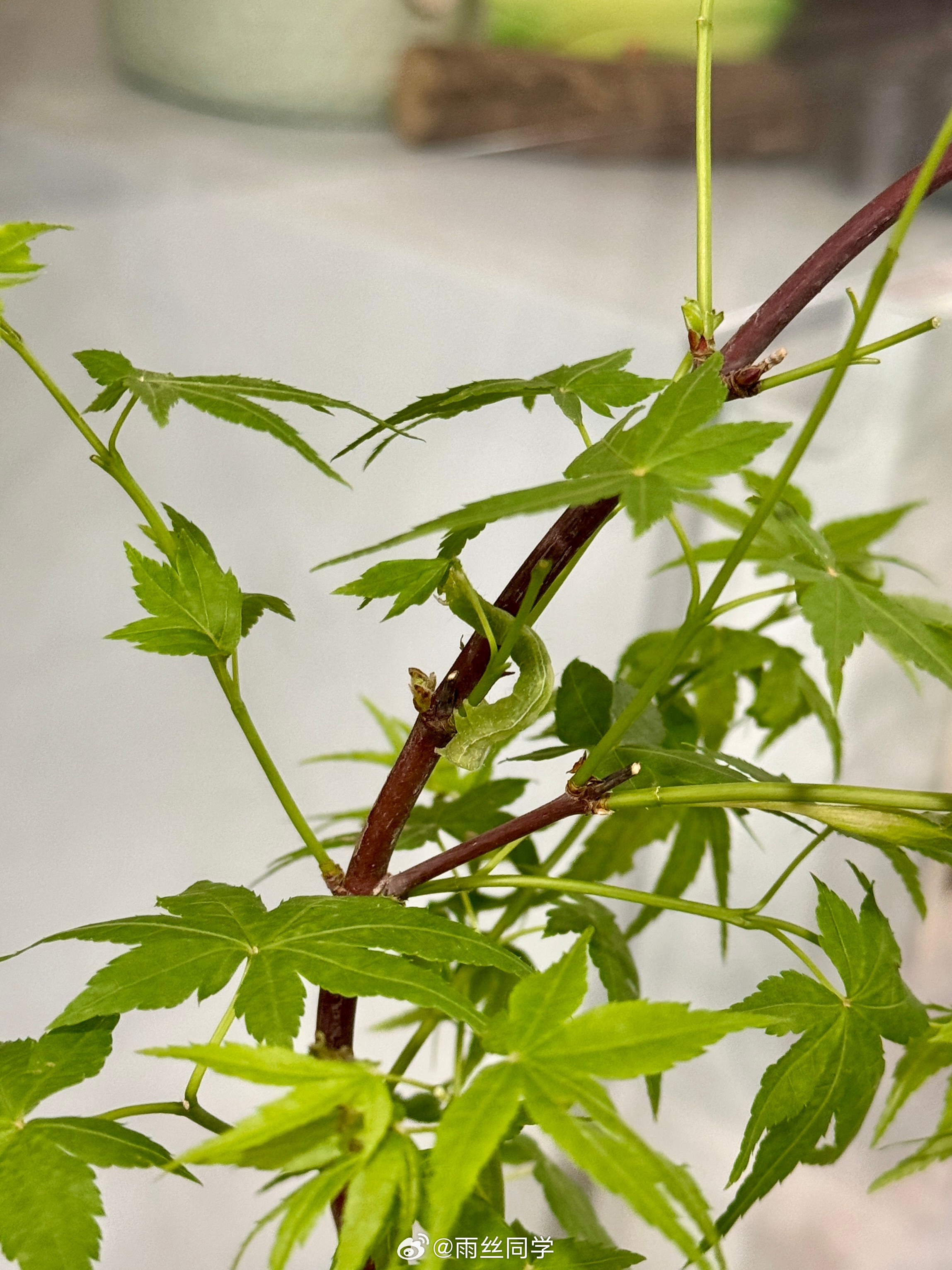 震惊！！！买回来的绿植摆好几天了发现有个虫子！！！太隐形了！！要不是我给朋友打视