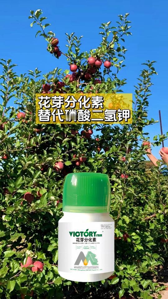三农种植葡萄管理