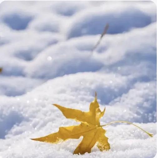 窗含西岭千秋雪，门泊东吴万里船。——杜甫《绝句》。

白雪却嫌春色晚，故穿庭树作