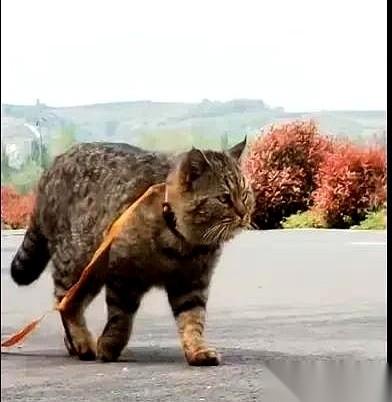 一个男人收养了一只怀孕的流浪猫，本以为是故事的开始。
半个月后，窝里多了三团毛茸