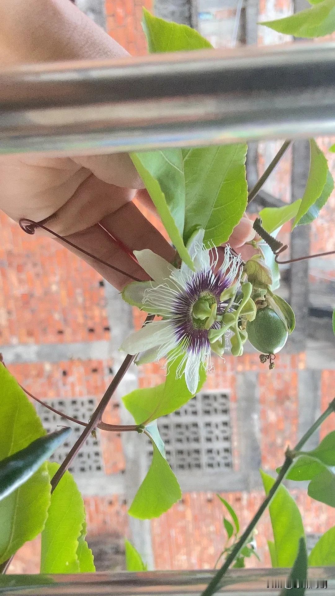 分享你手机中的花花草草自己在阳台上种的，今年第二次结果了！[呲牙][呲牙][呲牙
