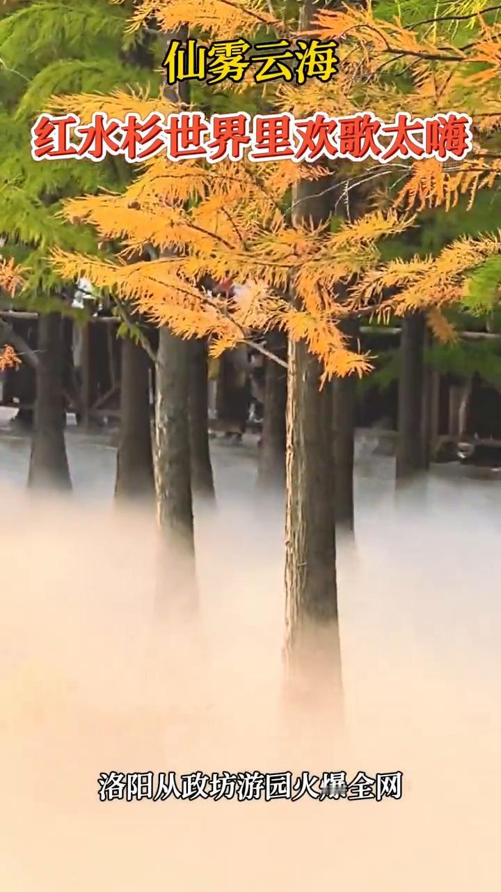 仙雾云海，红水杉世界里欢歌太嗨，洛阳从政坊游园火爆全网。
