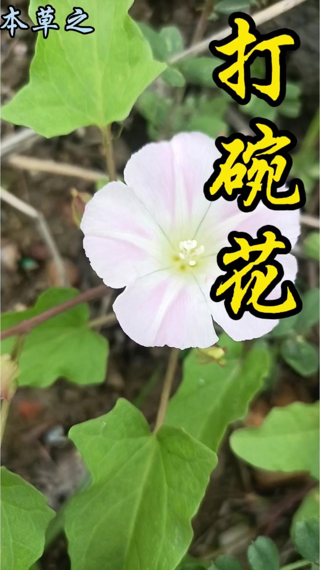 “摘了打碗花会打碎碗”是民间传言，打碗花在IUCN红色名录中属于无危物种，其实是