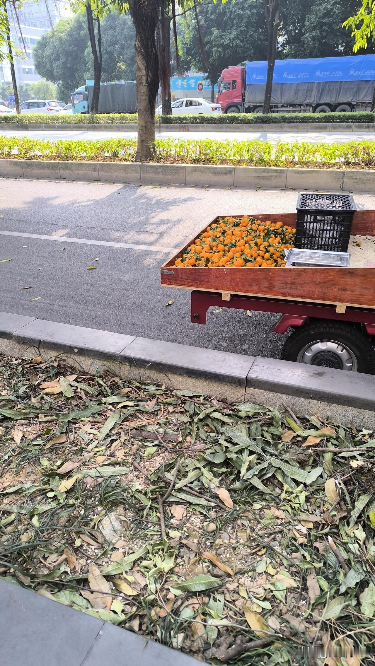 0.88元一斤的砂糖橘，你那里卖多少钱一斤呢？
没错，你没有看错，真的是0.88