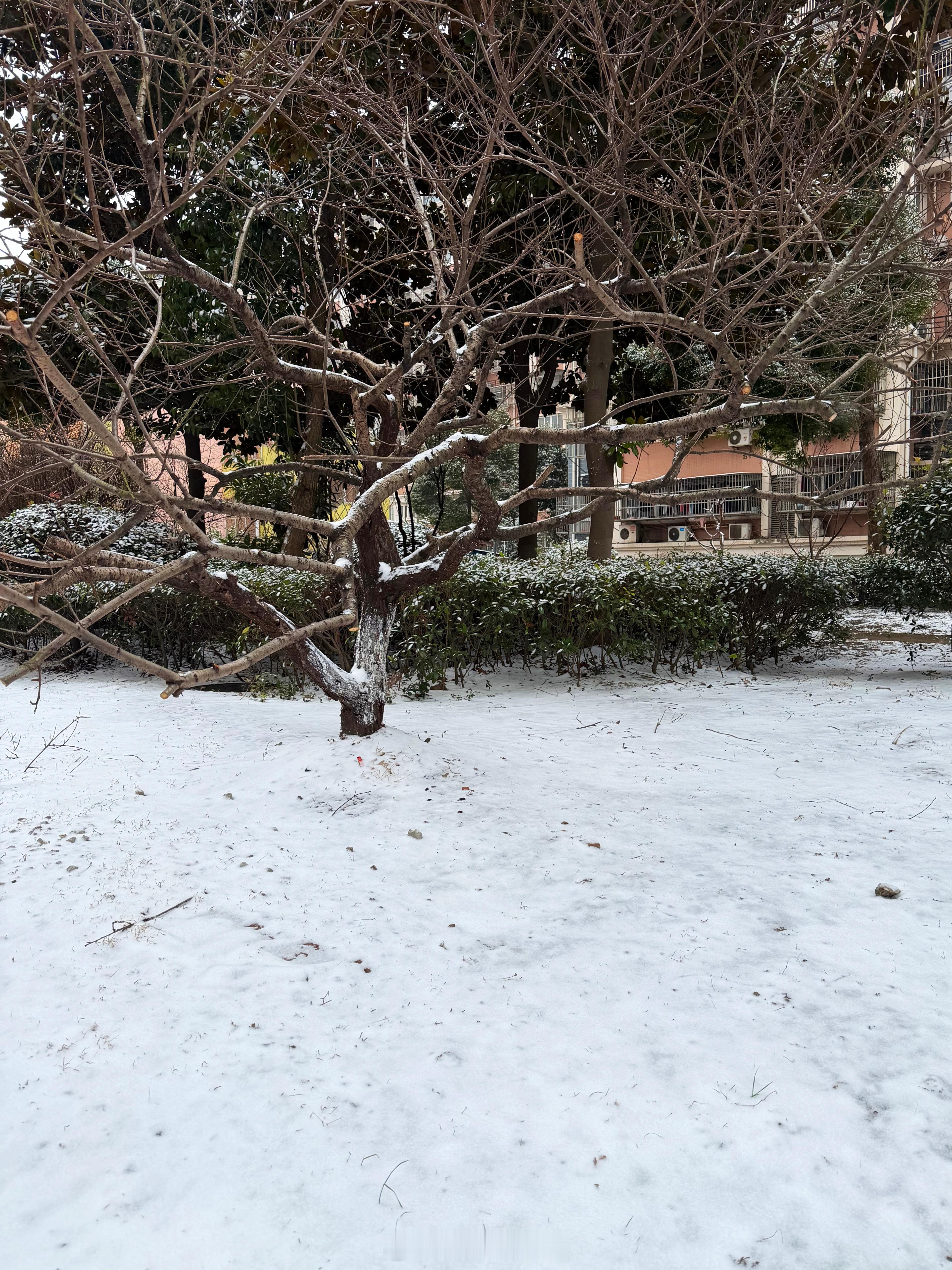 上海下雪牛醒了，马被封印了…一早醒来pyq都是晒雪的，感觉全国各地都在下雪，南方