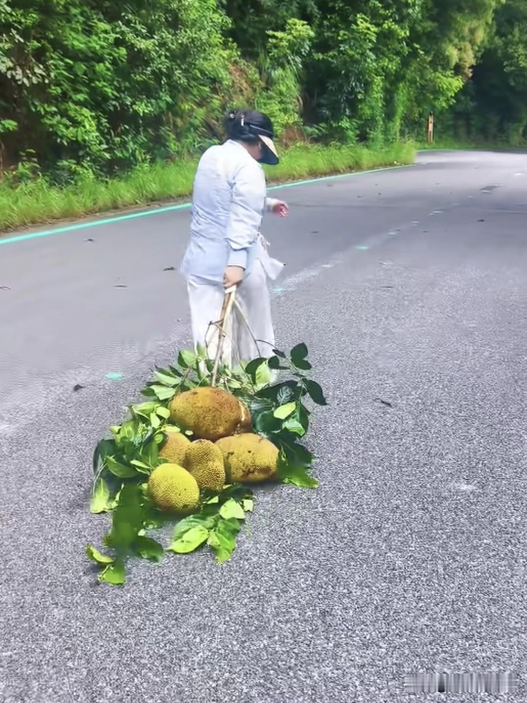 近日有网友拍到在深圳大顶岭山林公园里，不少野生菠萝蜜成熟了，很多爬山健身的人都摘