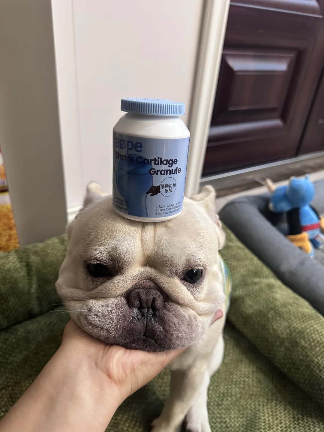 什么狗狗最适合吃鲨鱼软骨素？