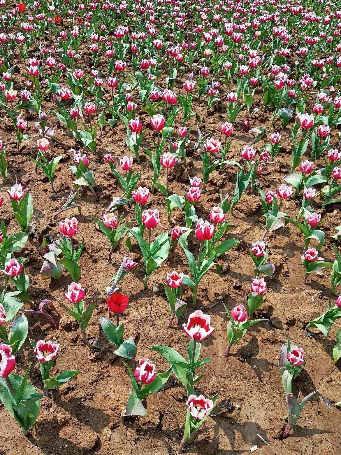 春风一吹，郁金香就开成了海。配色太绝了，像是画家精心涂抹的色块，层层叠叠。
每一
