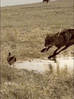 都不容易啊，为了活命！狼为了捕捉池塘边的鸟拼了命，而鸟为了口水差一点就丢了命，损