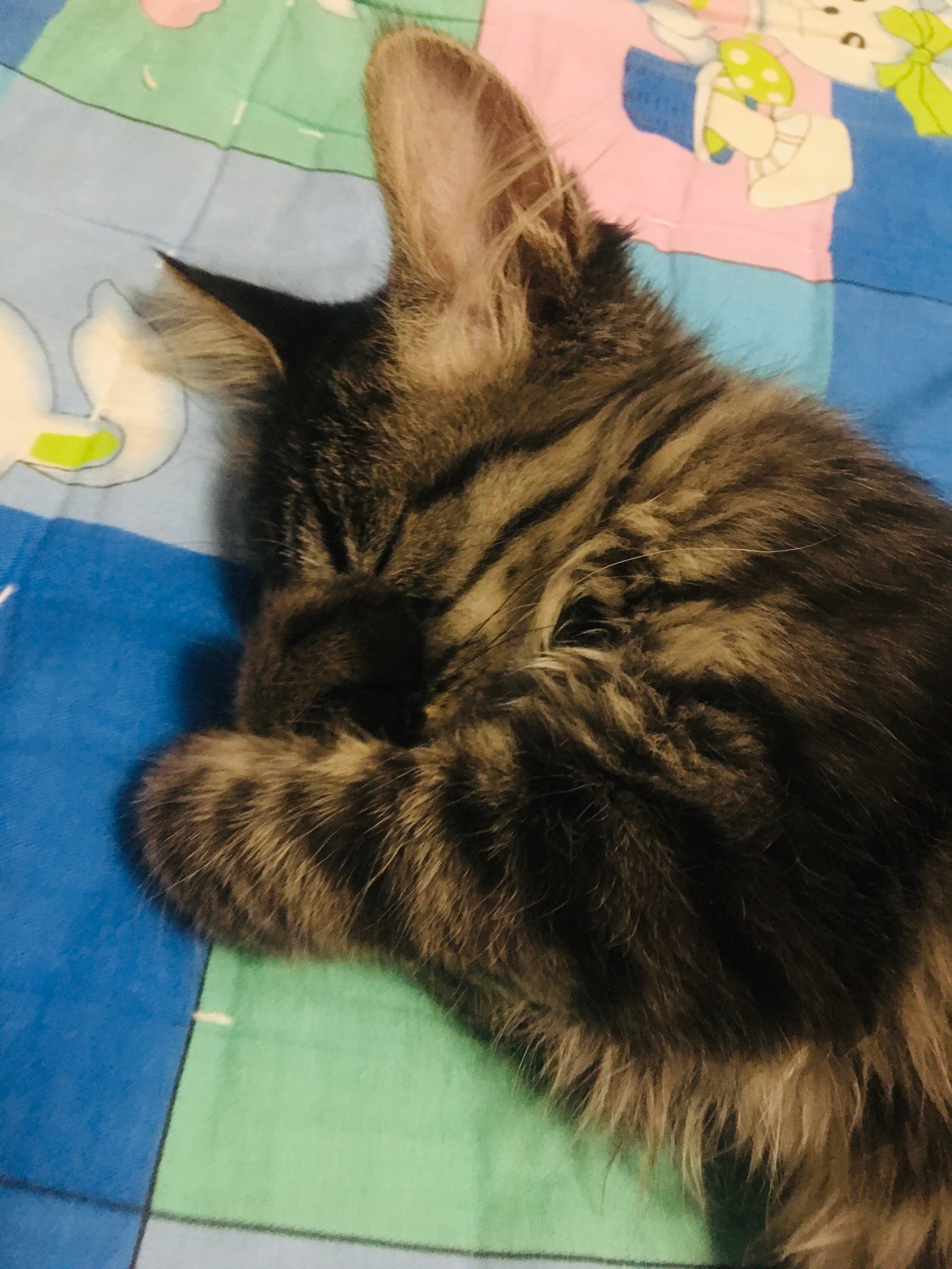 芝麻糕：我睡觉姿势好可爱啊！猫咪 可爱萌宠 猫咪日常 ​​​