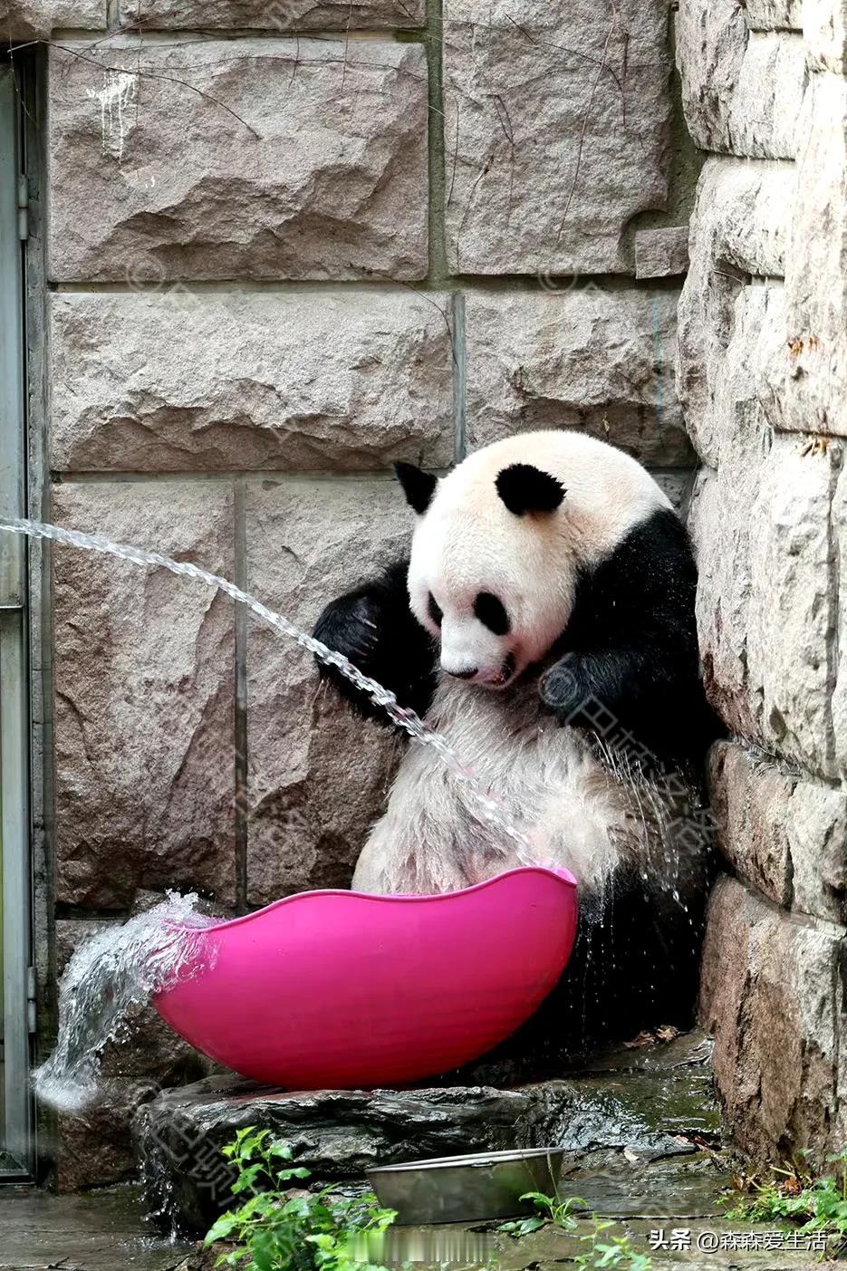 羡慕的不只是萌萌大夏天的可以洗澡，还有那碗里的水，萌萌可以玩很久。

她是一个比