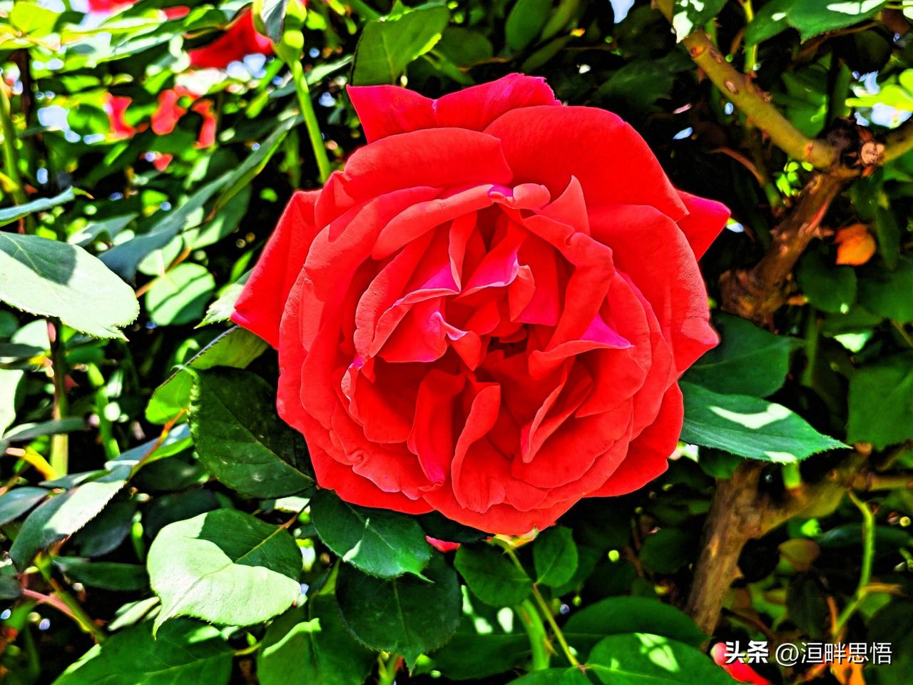 惊艳的红色月季，绽放出无限的浪漫与美丽！🌹💕