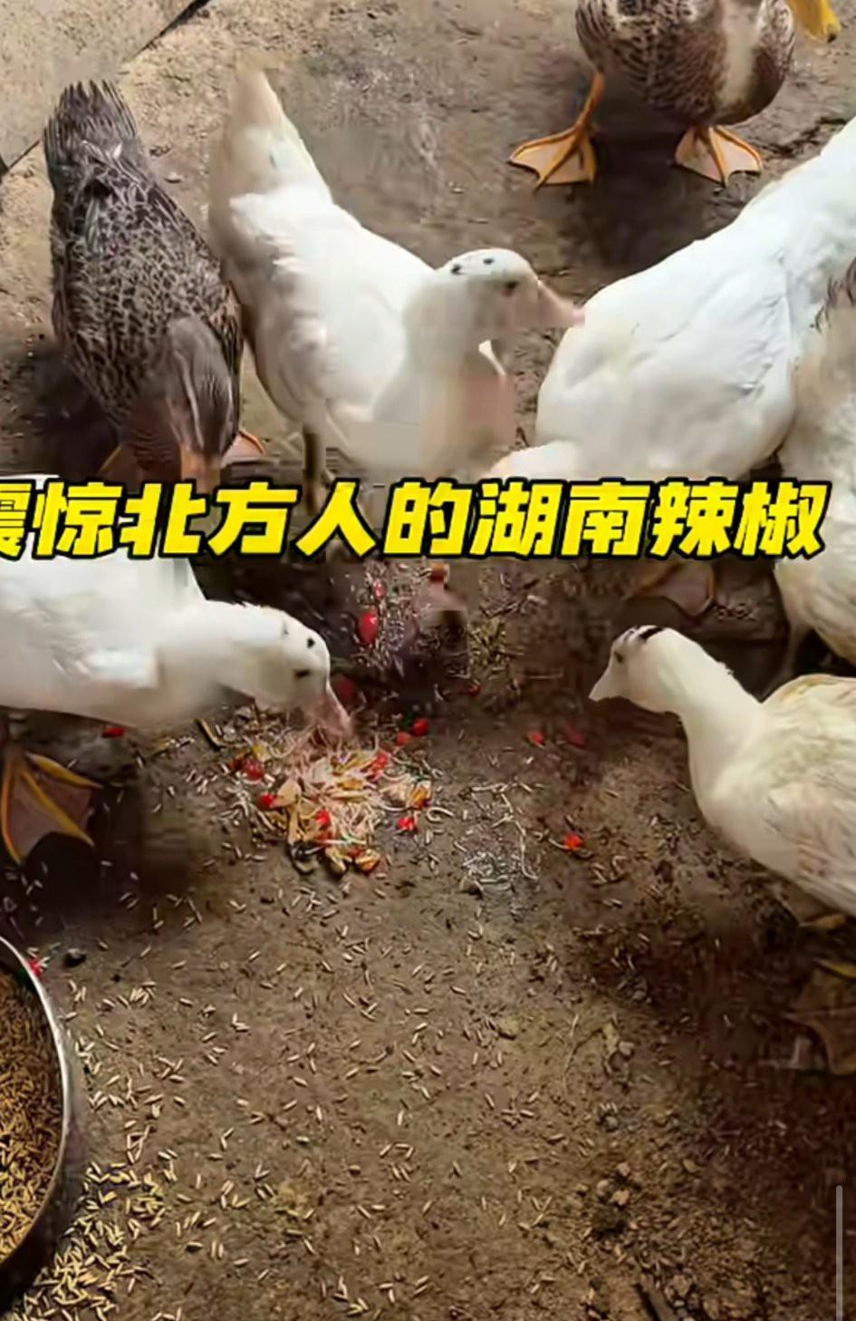 震惊北方人的湖南辣椒有多么神奇！

一个湖南网友拍了个段子显示湖南人有多爱吃辣椒