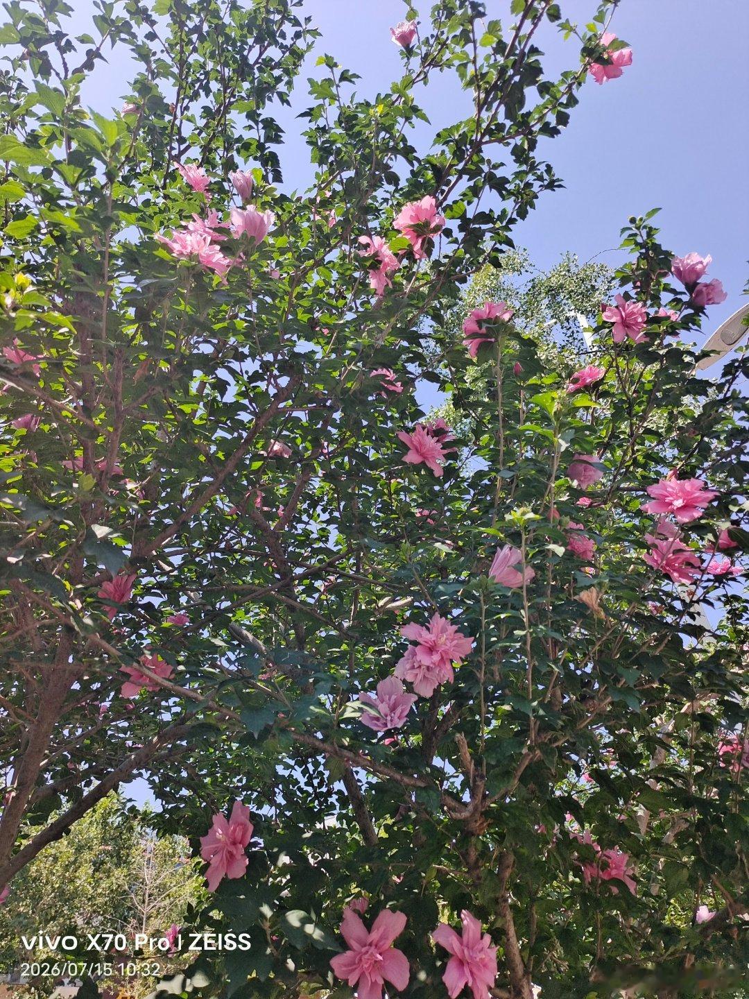 vivo 花开正艳，花骨朵含羞萌生，一场花海的接力棒，不断的为这座城市添加色彩。