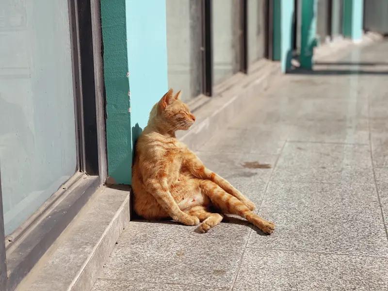 有的人说晒太阳补钙暖和对身体好，有的人说晒太阳加速细胞老化对身体不好，到底好不好