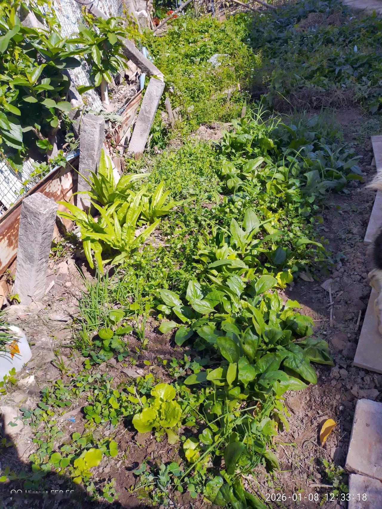 别人荒的地，种了一点点蔬菜，虽然面积不大，大概一两个平米吧，这些绿叶菜还真不错，