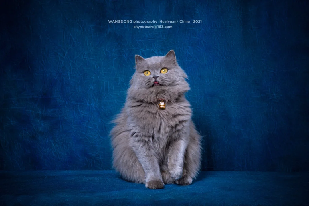 长毛蓝猫的颜值巅峰时期