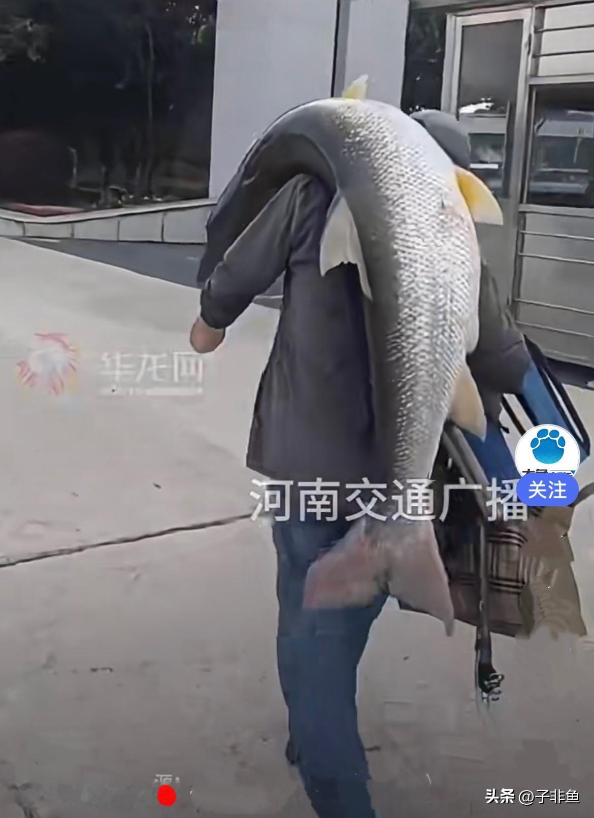 近日，重庆.一位大爷外出钓鱼，运气爆棚……
        大爷一举钓上一条1.