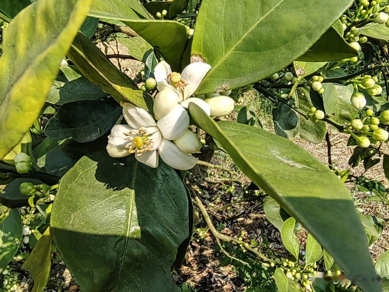 今晚睡不着，我打开窗子，空气中飘着一阵橘子花的香味，太好闻了，我深深地吸了一口气