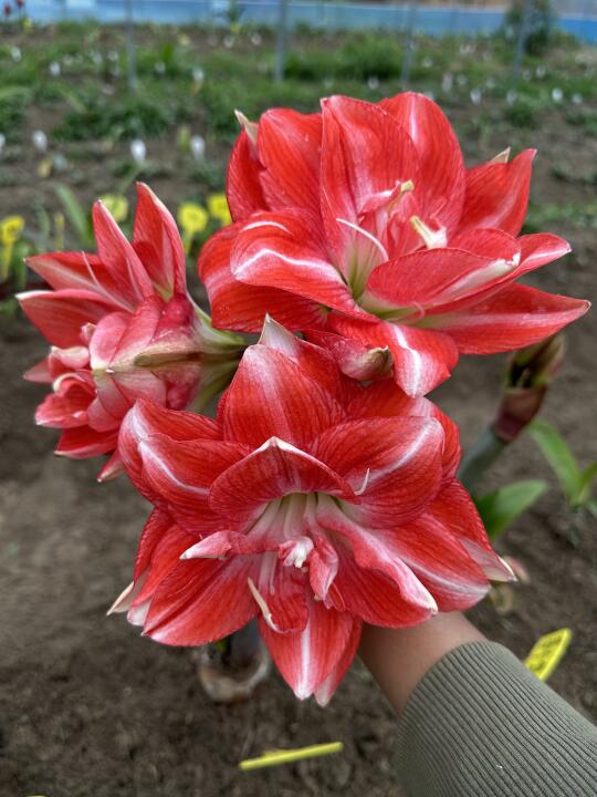 蒂卡梦华
